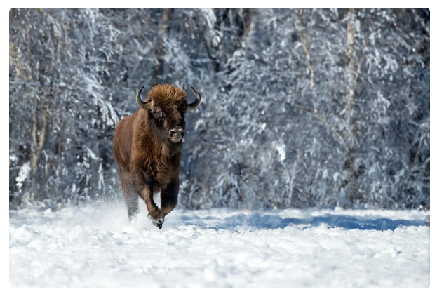 Bison: The fate is more tragic than that of our American relatives. What is the difference between a bison and a bison? - Bison, Animals, Yandex Zen, Longpost