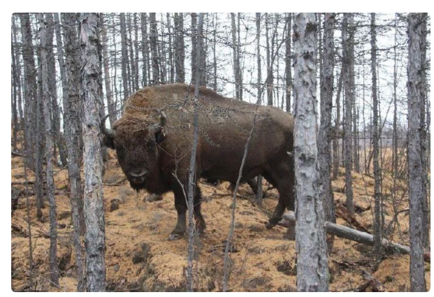 Bison: The fate is more tragic than that of our American relatives. What is the difference between a bison and a bison? - Bison, Animals, Yandex Zen, Longpost