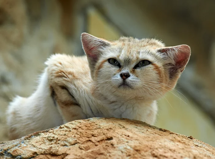 Sand cat: The smallest type of cat - cat, Yandex Zen, Milota, Desert, Longpost, Sand cat