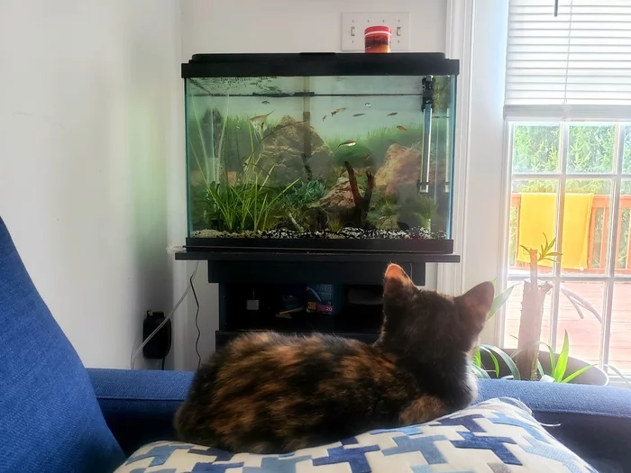 The TV set replaced nature for me ... - My, cat, Aquarium, Tricolor cat, Pets, Longpost