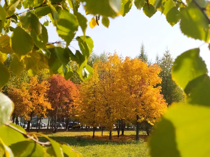 Bright autumn in the city - My, Autumn, Dog, The photo, Longpost, Autumn leaves