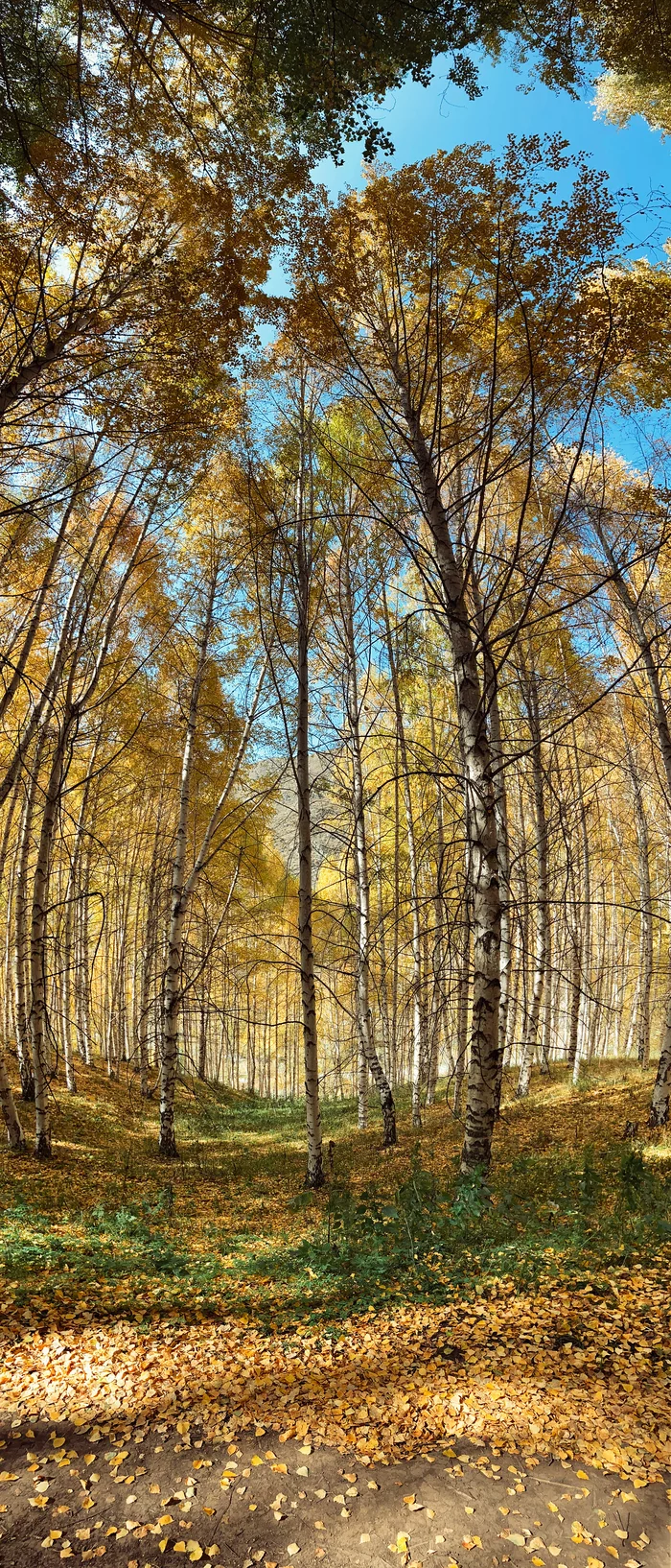 Autumn Ak-Tyuz - My, Kyrgyzstan, Mobile photography, Nature, The mountains, Birch, Career, Autumn, Abandoned, Longpost, beauty of nature, Autumn leaves