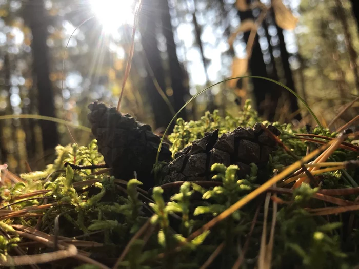 Forest - My, Forest, The photo, Young Naturalist, Longpost