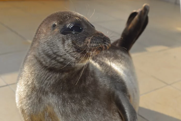 Nerpa Shlissik won back Kroshik's pool and is resting - Milota, Seal, Kroshik, Leningrad region, Ladoga lake, Friends of the Baltic Seal Foundation, Animals, Wild animals