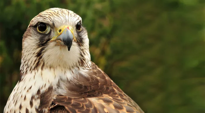 The saker falcon is a worthy representative of the falcon family! - Birds, Saker Falcon, Predator birds, Birds of Prey, Red Book, Poachers, Breeding, Tyva Republic, Video, Longpost