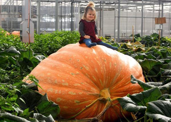 If your vegetables don't look like this pumpkin - Giants, Vegetables, Gardening, Great Britain, Children