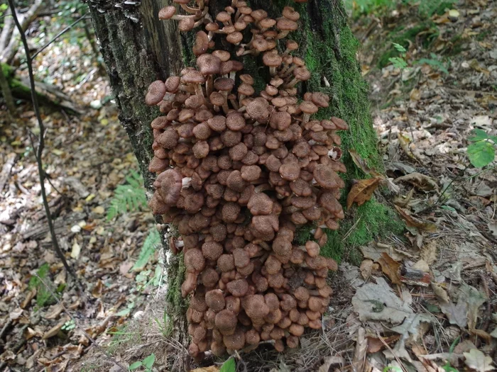 Mushrooms and others like them - Mushrooms, Paleontology, Stanislav Drobyshevsky, Bacteria