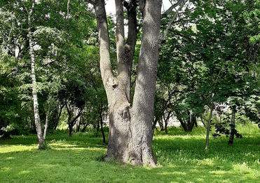 The problem of the Northern understudy of Kutuzovsky Prospekt - Moscow, The photo, Ecology, Tree, Respect, Negative, Felling, Longpost