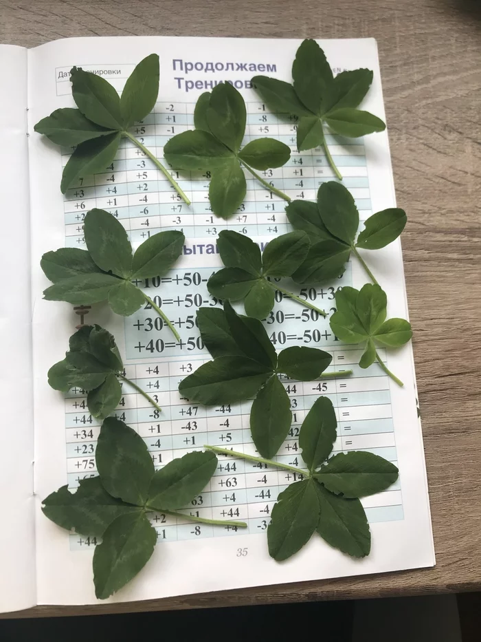 Luck is my middle name - My, Luck, Clover, Four-leaf clover, Happiness, Herbarium, Longpost