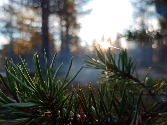 Nature - My, Nature, The nature of Russia, wildlife, Forest, Walk in the woods