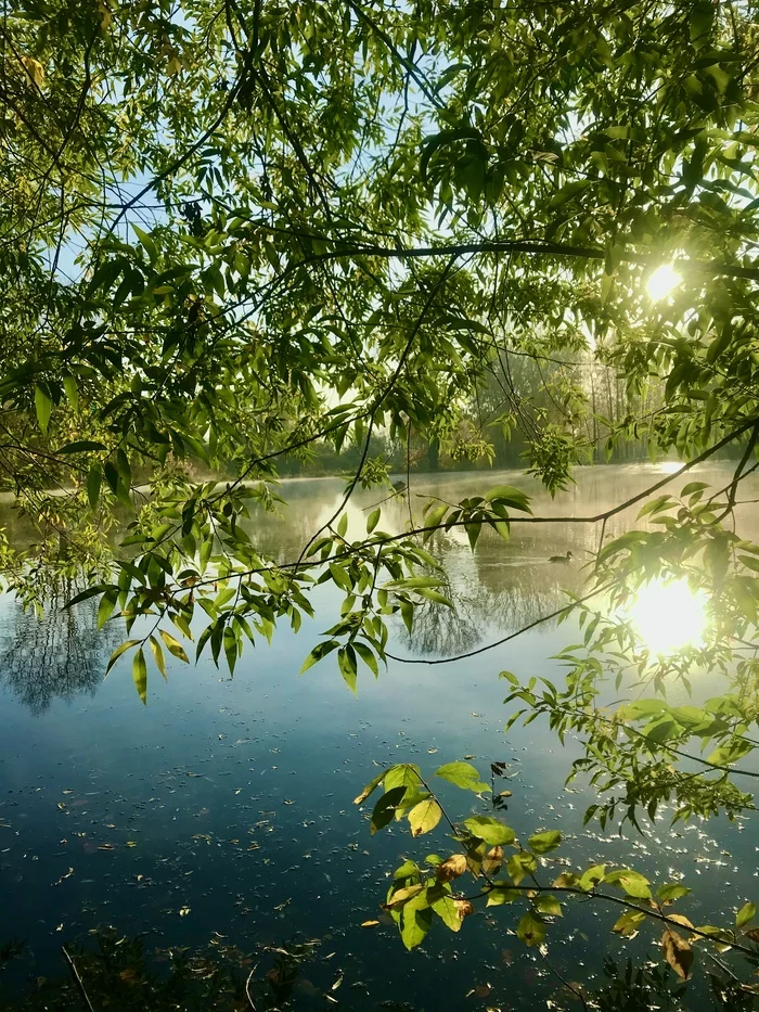 Botanical Garden, left bank. Tomsk - My, The photo, Autumn, Lake, Tomsk