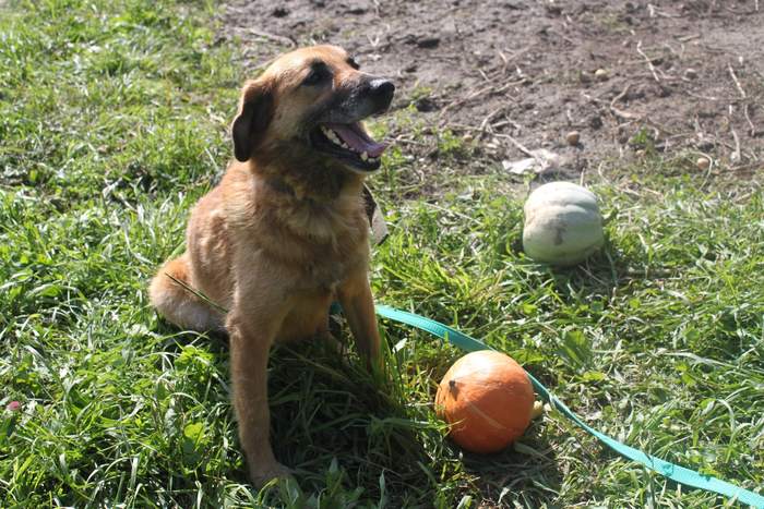 Novosibirsk and the surrounding region. Beck is waiting for his owners - My, Novosibirsk, Nso, Dog, Longpost, No rating, In good hands, Animals