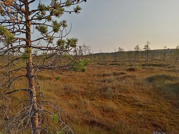 Pavel Pashkov announced a new victory in the fight to preserve Russia's forests. Control of resource movement. Let's think about swamps - My, Forest, Swamp, Protection of Nature, Resources, Development, Ecology