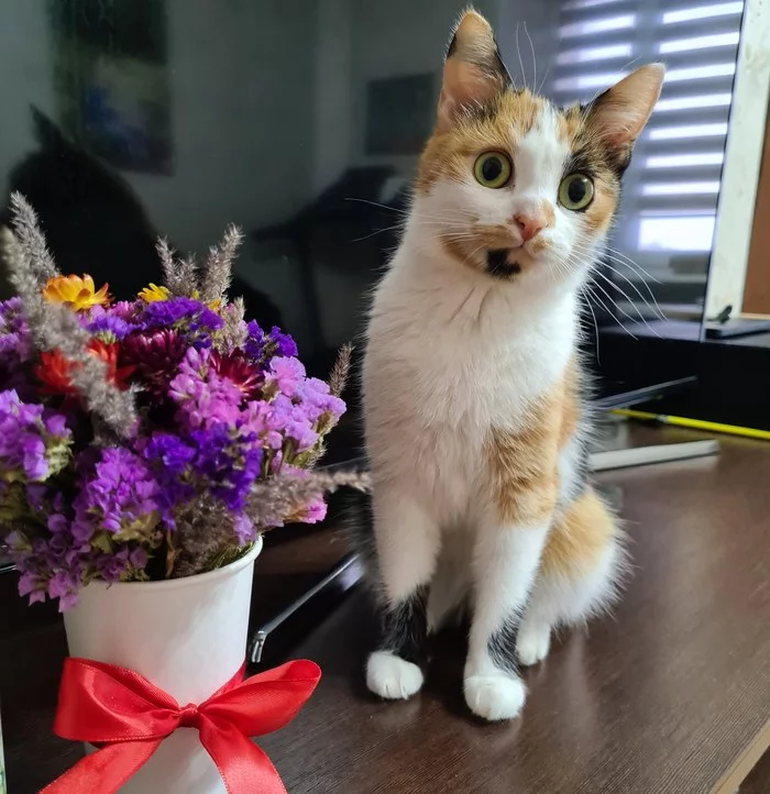 So, is this all for me?) - My, Tricolor cat, Dried flowers, cat, The photo