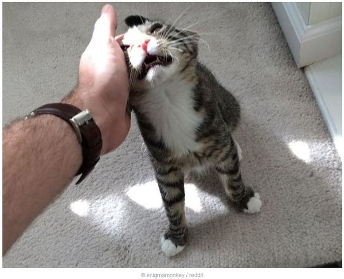 Погладил кота, а его перекосило. Наверное, от счастья