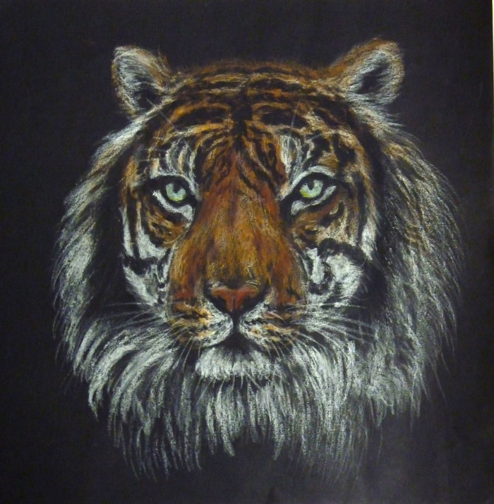 Тигр. Рисунок масляной пастелью