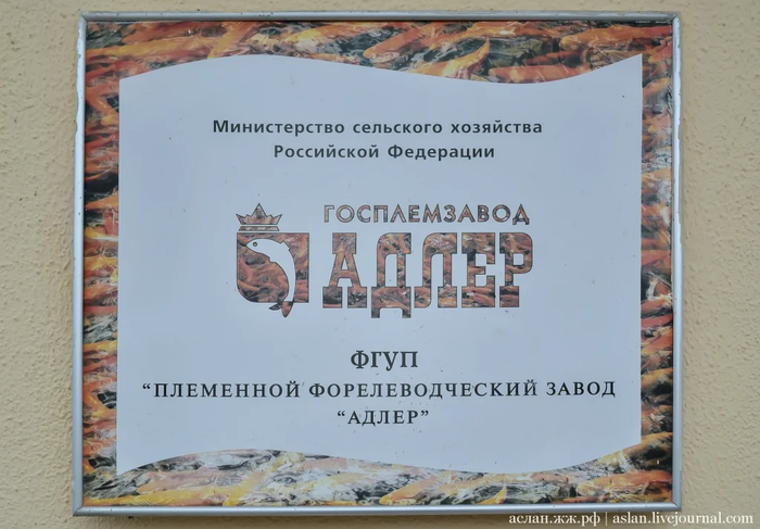 Как выращивают форель в Адлере Рыба, Форель, Как это сделано, Длиннопост, Разведение