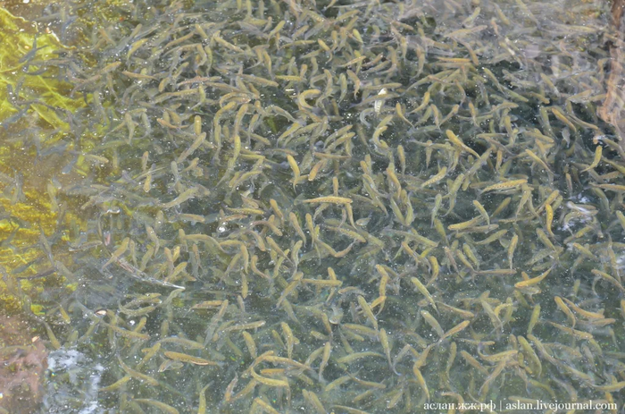 Как выращивают форель в Адлере Рыба, Форель, Как это сделано, Длиннопост, Разведение