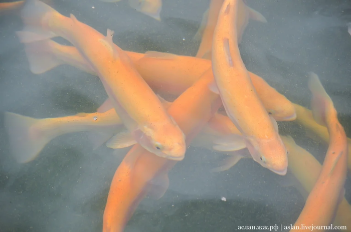 Как выращивают форель в Адлере Рыба, Форель, Как это сделано, Длиннопост, Разведение