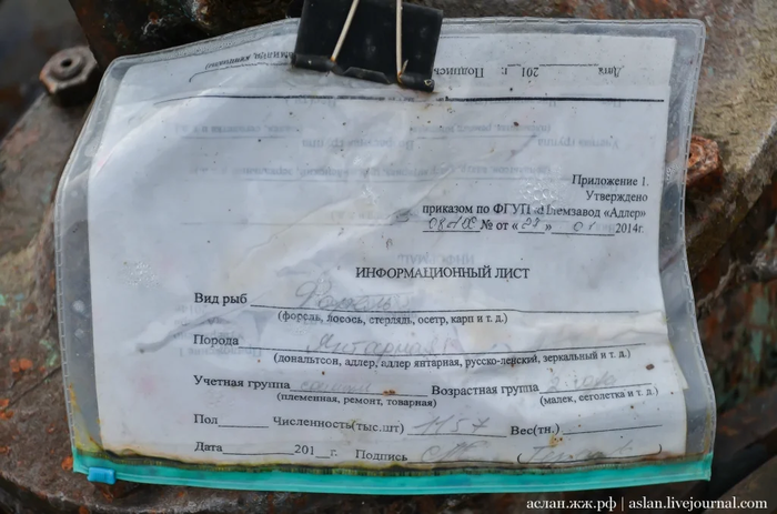 Как выращивают форель в Адлере Рыба, Форель, Как это сделано, Длиннопост, Разведение