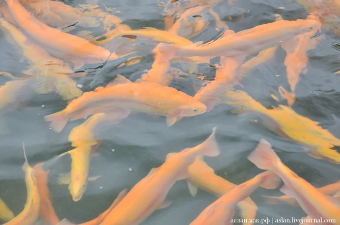 Как выращивают форель в Адлере Рыба, Форель, Как это сделано, Длиннопост, Разведение