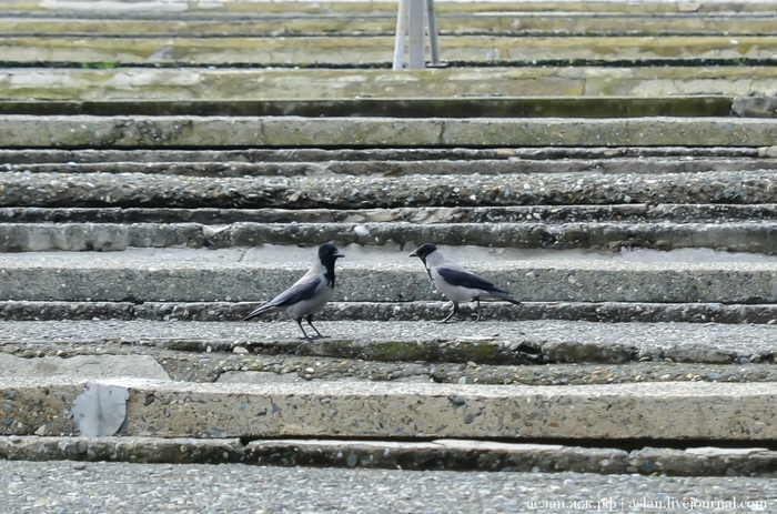 Как выращивают форель в Адлере Рыба, Форель, Как это сделано, Длиннопост, Разведение