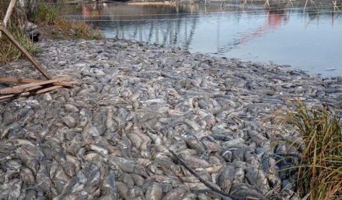 рыбы вышли на берег. Смотреть фото рыбы вышли на берег. Смотреть картинку рыбы вышли на берег. Картинка про рыбы вышли на берег. Фото рыбы вышли на берег рыбы вышли на берег. Смотреть фото рыбы вышли на берег. Смотреть картинку рыбы вышли на берег. Картинка про рыбы вышли на берег. Фото рыбы вышли на берег