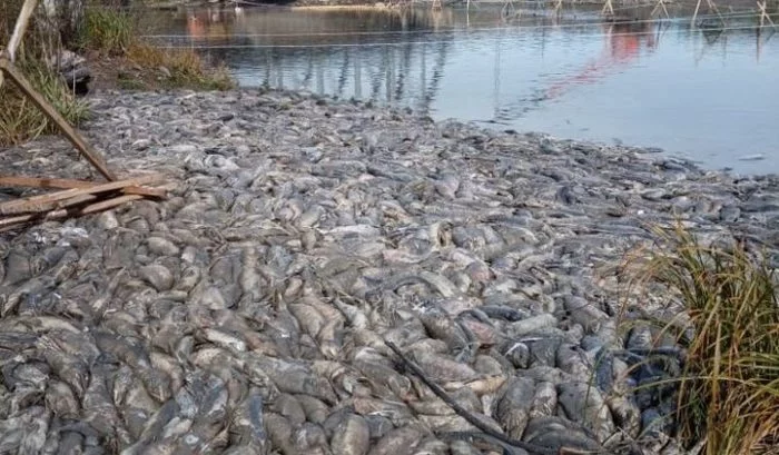 РУЗ (рыбоучетное заграждение). Вся рыба должна быть учтена и одна не рыбина не должна пройти Негатив, Рыба, Сахалин, Видео