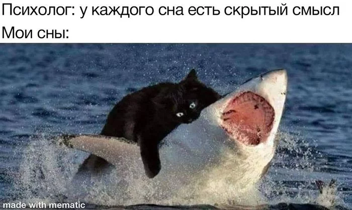 My dreams - Dream, Психолог, Memes, cat, Picture with text