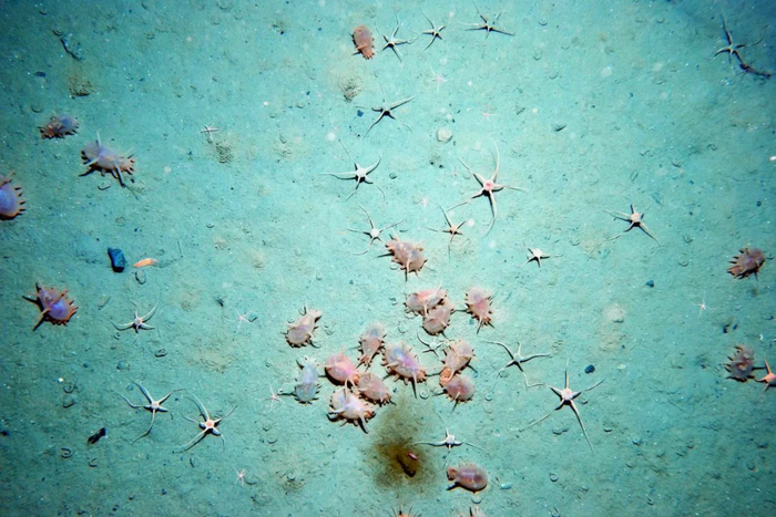 Чем питается морская свинья. Смотреть фото Чем питается морская свинья. Смотреть картинку Чем питается морская свинья. Картинка про Чем питается морская свинья. Фото Чем питается морская свинья