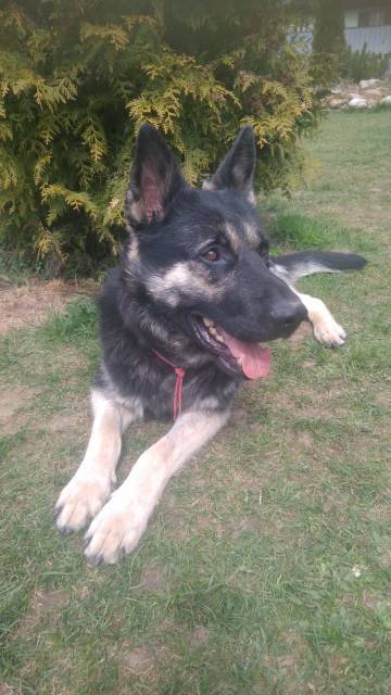 Moscow and region, 4.5 year old shepherd looking for a home - My, No rating, In good hands, Moscow, East European Shepherd, Pets, Dog, Longpost