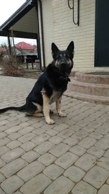 Moscow and region, 4.5 year old shepherd looking for a home - My, No rating, In good hands, Moscow, East European Shepherd, Pets, Dog, Longpost