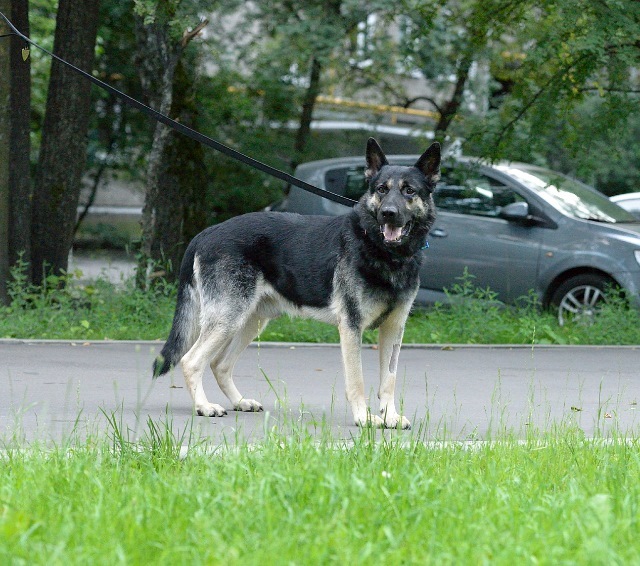 Moscow and region, 4.5 year old shepherd looking for a home - My, No rating, In good hands, Moscow, East European Shepherd, Pets, Dog, Longpost