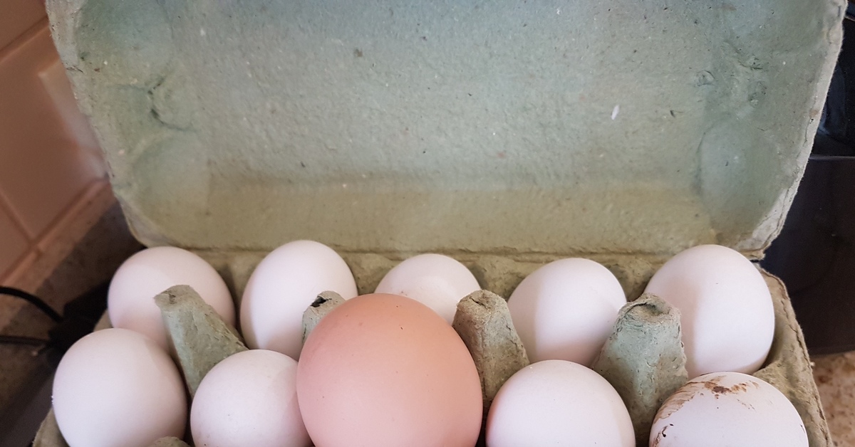 Громадное яйцо. Большие куриные яйца. Громадные яйца. Большия яйца. Огромные куриные яйца.