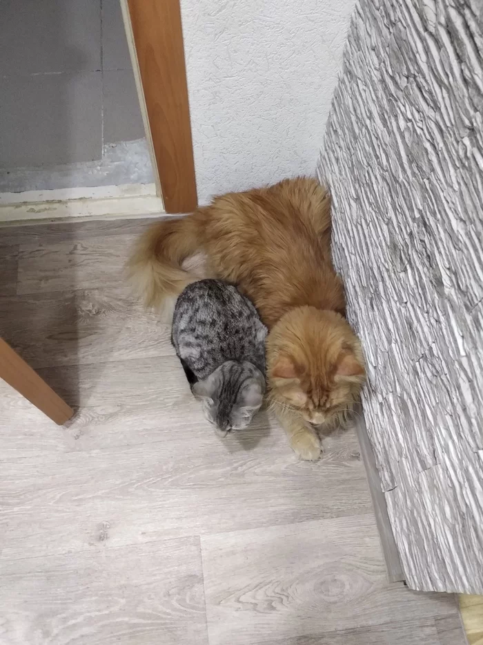 Comparative sizes of an ordinary cat and Maine Coon - My, cat, Maine Coon, Longpost