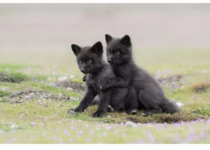 Fox cubs (silver foxes, arctic foxes, fennec foxes) - Fox, Fenech, Arctic fox, Chernoburka, Fox cubs, Canines, Animals, Young, Milota, The photo, Longpost