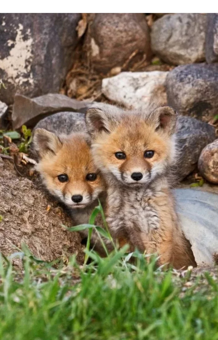 Fox cubs (silver foxes, arctic foxes, fennec foxes) - Fox, Fenech, Arctic fox, Chernoburka, Fox cubs, Canines, Animals, Young, Milota, The photo, Longpost