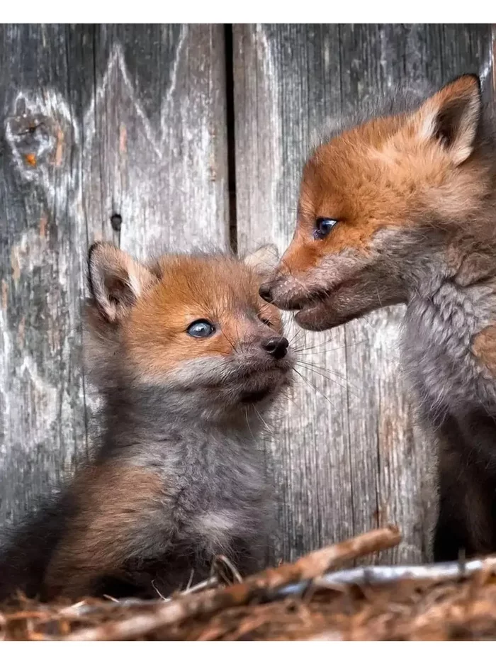 Fox cubs (silver foxes, arctic foxes, fennec foxes) - Fox, Fenech, Arctic fox, Chernoburka, Fox cubs, Canines, Animals, Young, Milota, The photo, Longpost
