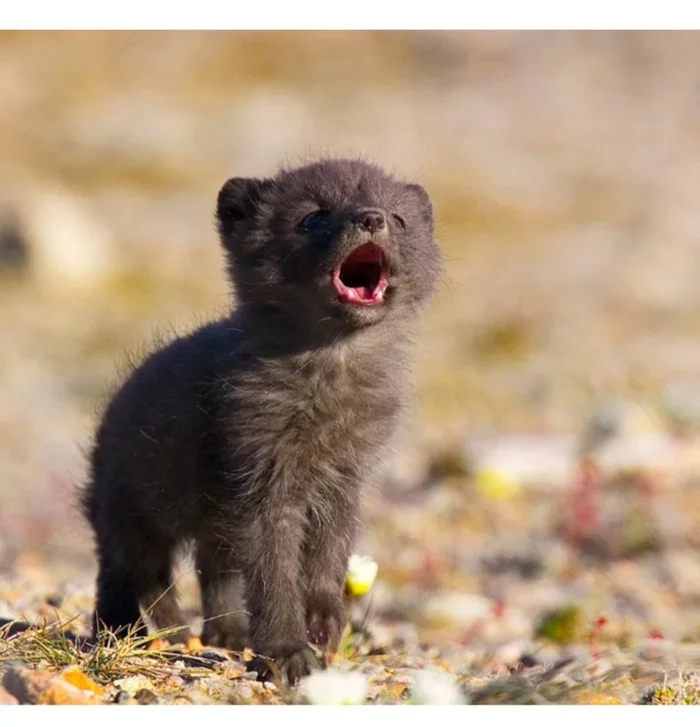 Fox cubs (silver foxes, arctic foxes, fennec foxes) - Fox, Fenech, Arctic fox, Chernoburka, Fox cubs, Canines, Animals, Young, Milota, The photo, Longpost