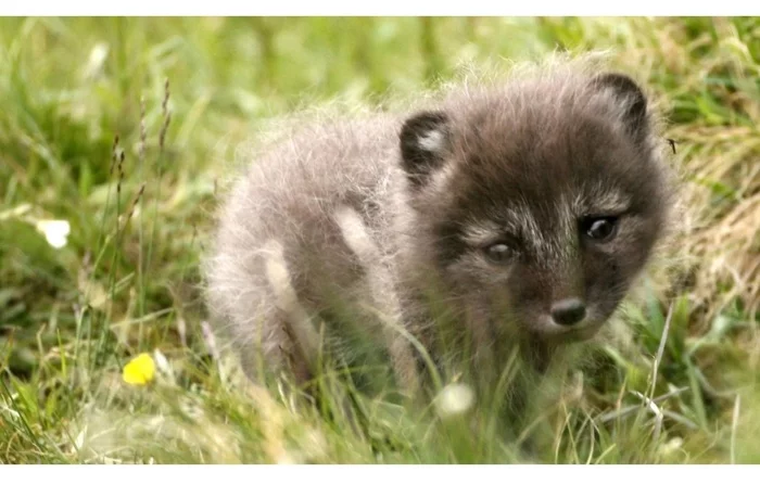 Fox cubs (silver foxes, arctic foxes, fennec foxes) - Fox, Fenech, Arctic fox, Chernoburka, Fox cubs, Canines, Animals, Young, Milota, The photo, Longpost