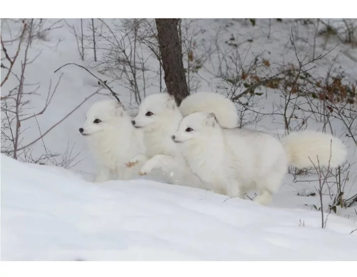 Fox cubs (silver foxes, arctic foxes, fennec foxes) - Fox, Fenech, Arctic fox, Chernoburka, Fox cubs, Canines, Animals, Young, Milota, The photo, Longpost