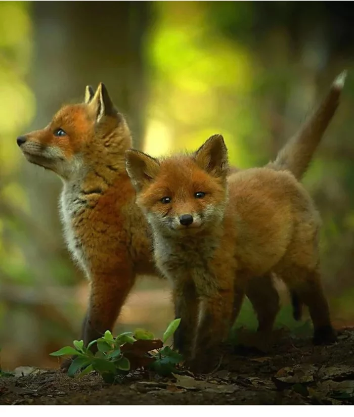 Fox cubs (silver foxes, arctic foxes, fennec foxes) - Fox, Fenech, Arctic fox, Chernoburka, Fox cubs, Canines, Animals, Young, Milota, The photo, Longpost