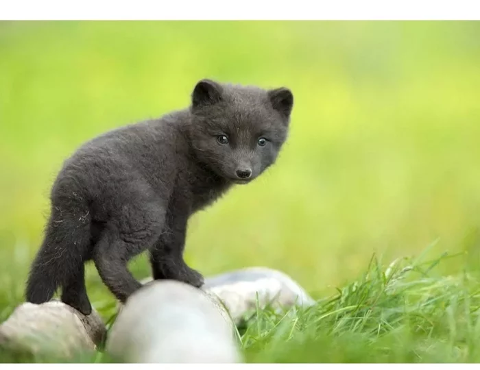 Fox cubs (silver foxes, arctic foxes, fennec foxes) - Fox, Fenech, Arctic fox, Chernoburka, Fox cubs, Canines, Animals, Young, Milota, The photo, Longpost