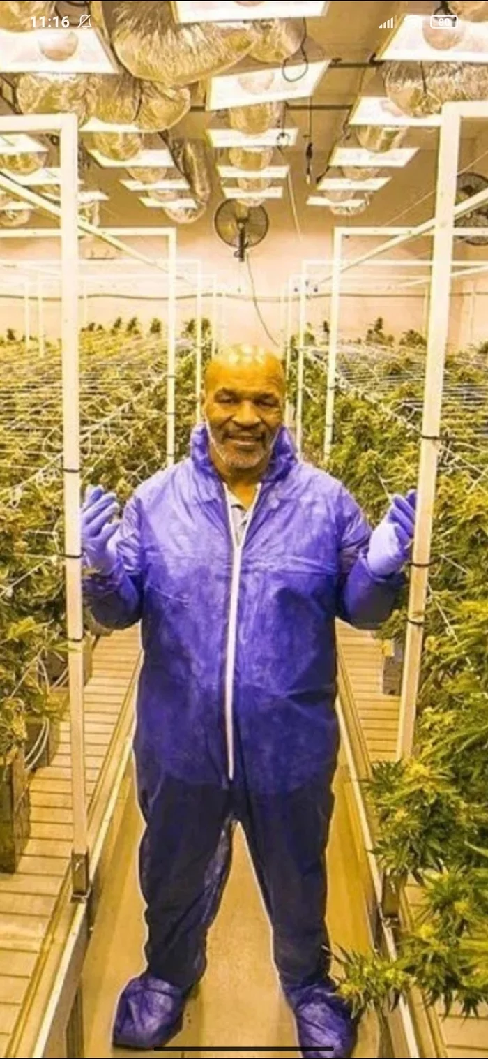 Mike Tyson is a gentleman - My, Tyson, Mike Tyson, Hemp, Gentlemen, Grass, Longpost