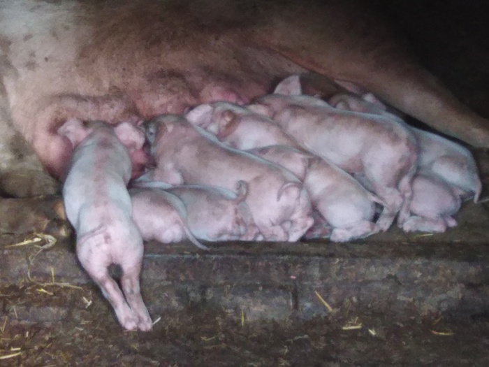 � ����� ��������