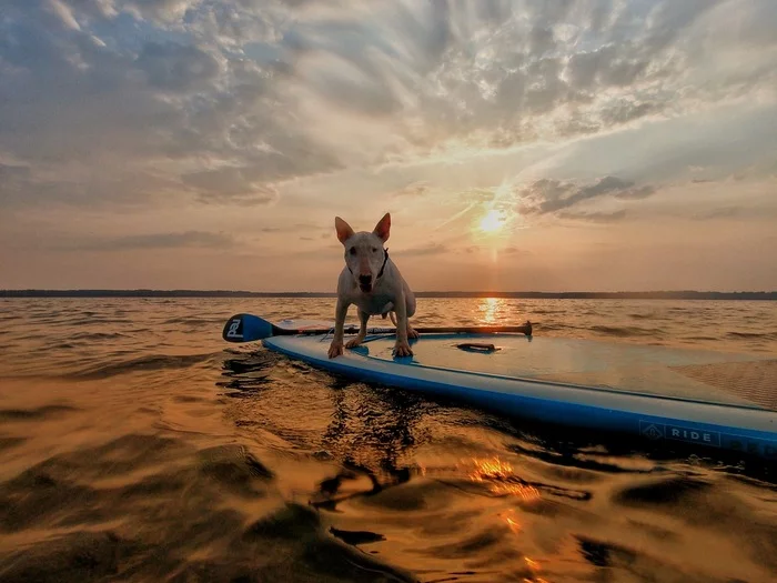 Bull Terrier Wanderer and Ugly Epilepsy - Epilepsy, Longpost, Bull terrier, Dog, Travels, My