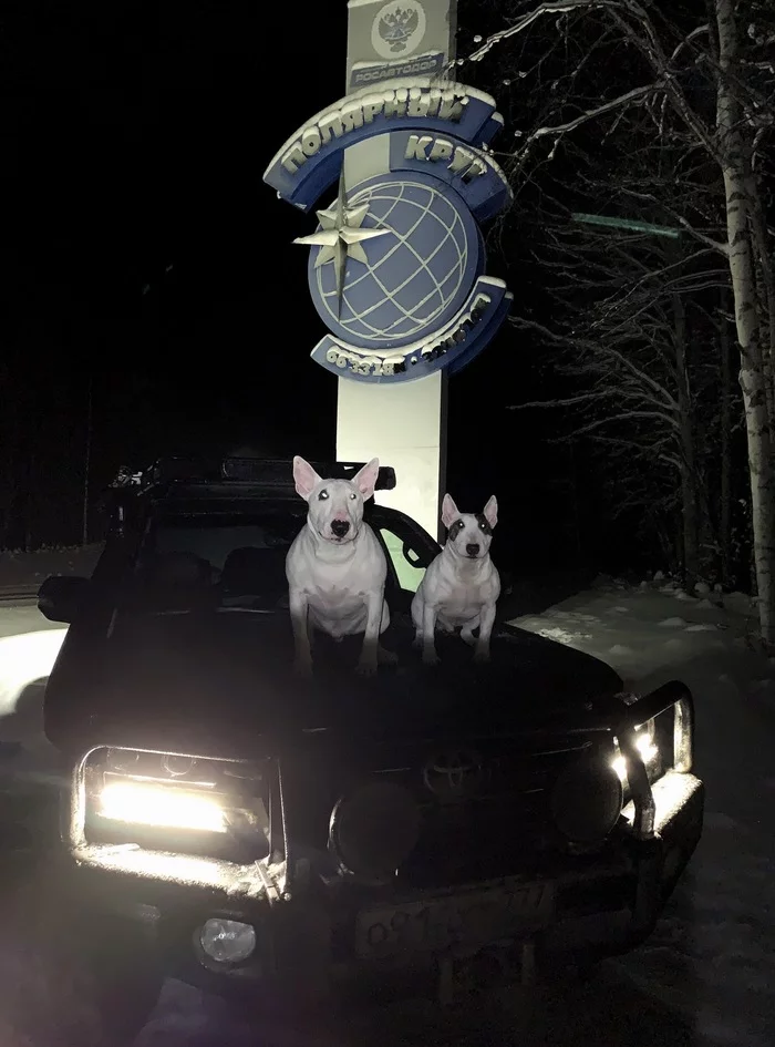 Bull Terrier Wanderer and Ugly Epilepsy - Epilepsy, Longpost, Bull terrier, Dog, Travels, My