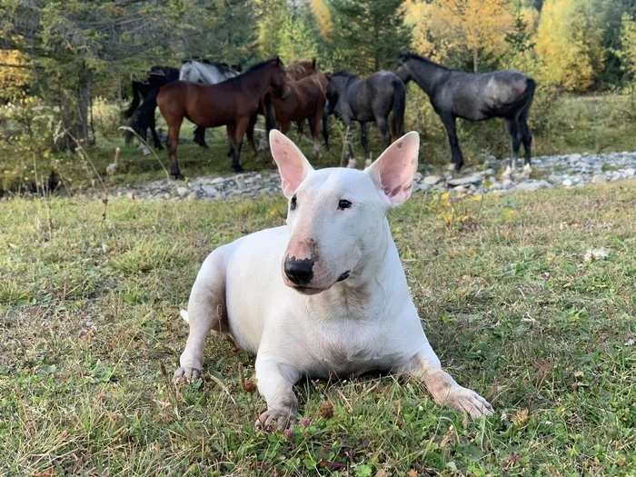 Bull Terrier Wanderer and Ugly Epilepsy - Epilepsy, Longpost, Bull terrier, Dog, Travels, My