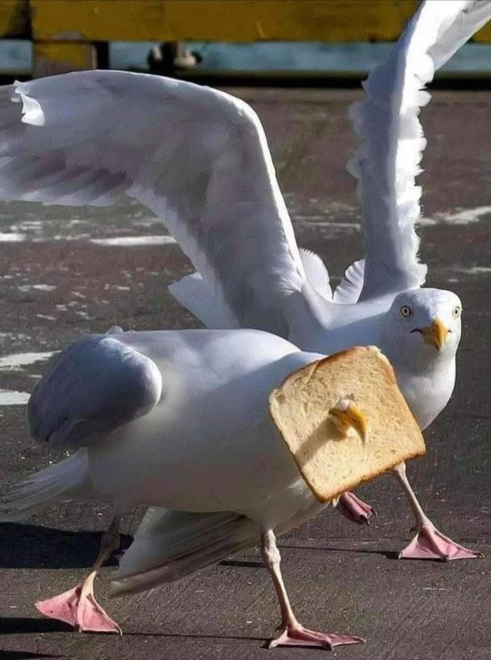 Hesitated! - Mask, Seagulls, Birds, Bread