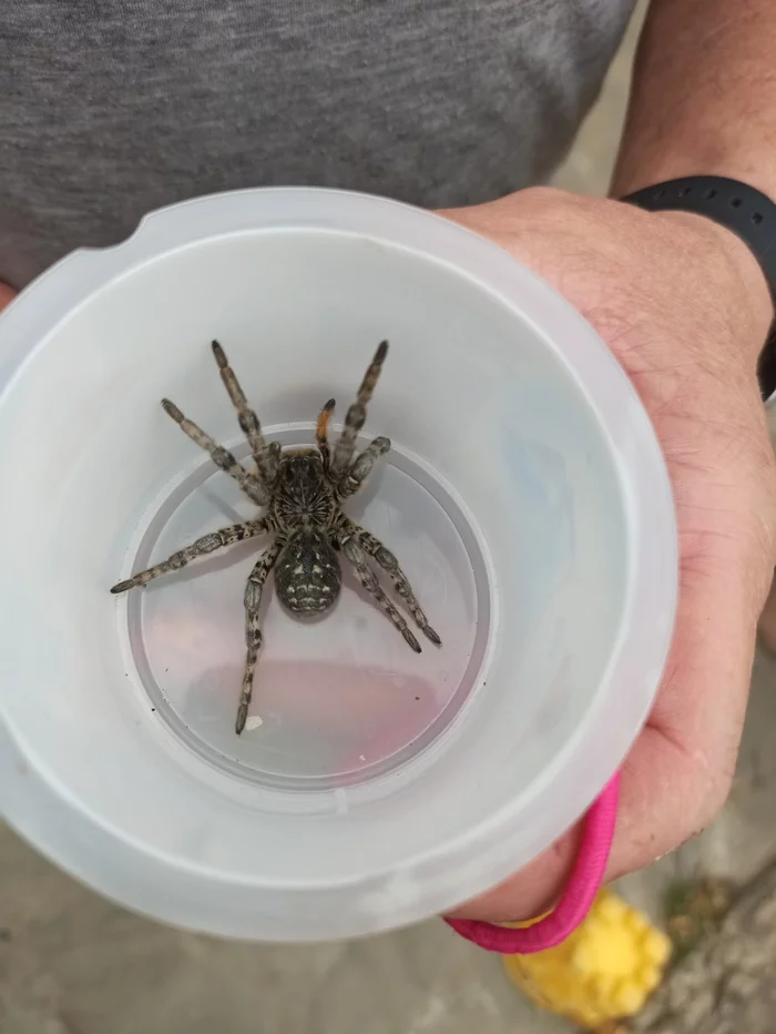 An unusual guest in the Rostov region - My, Spider, South Russian tarantula